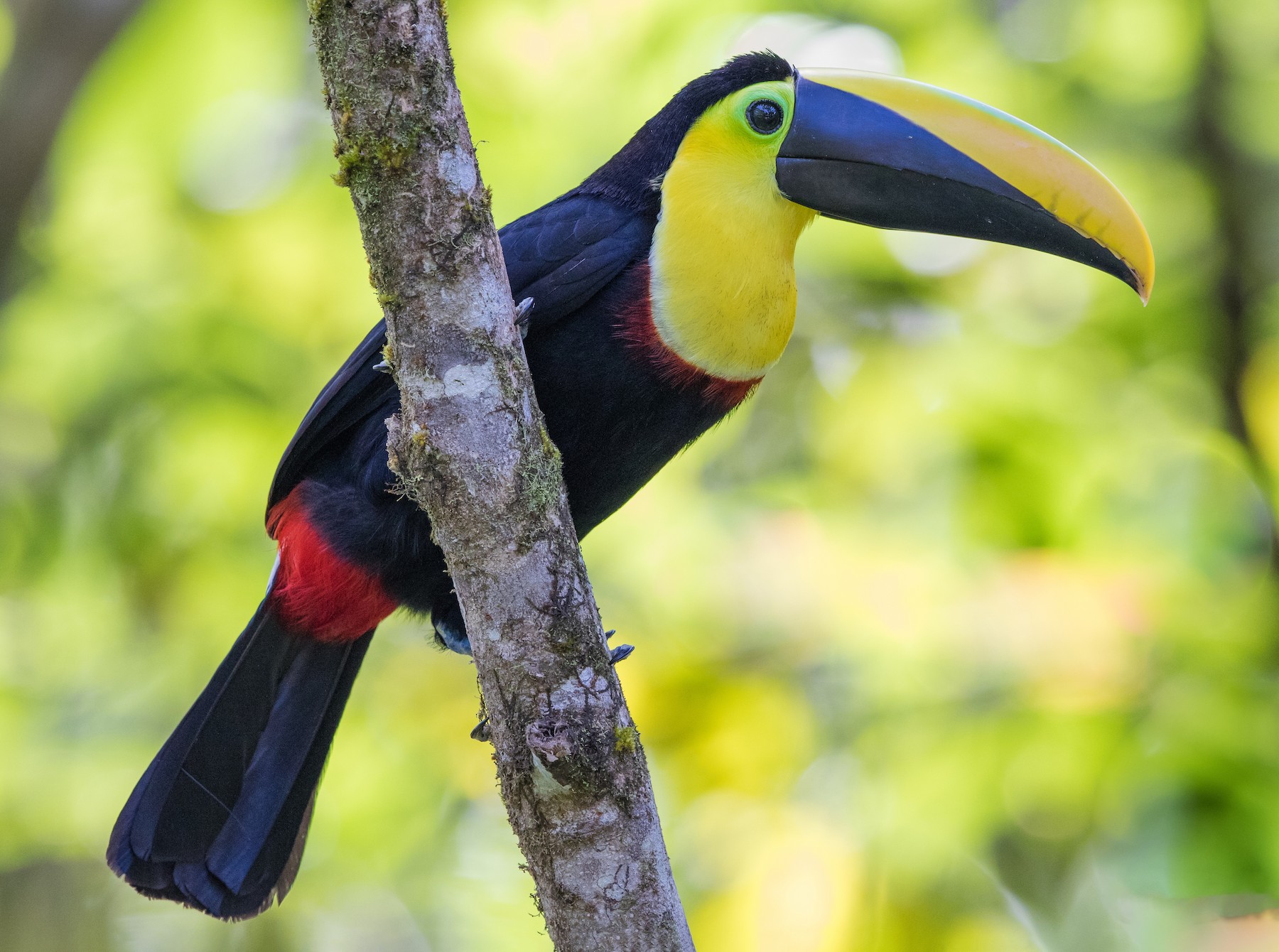 Choco Toucan Ebird