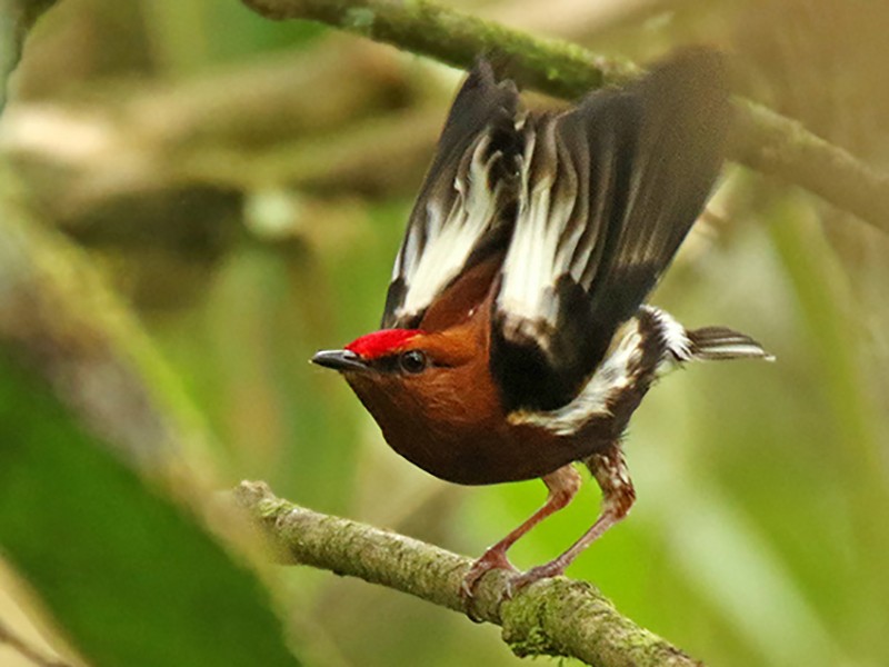 Club-winged Manakin - eBird