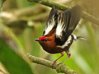  - Club-winged Manakin