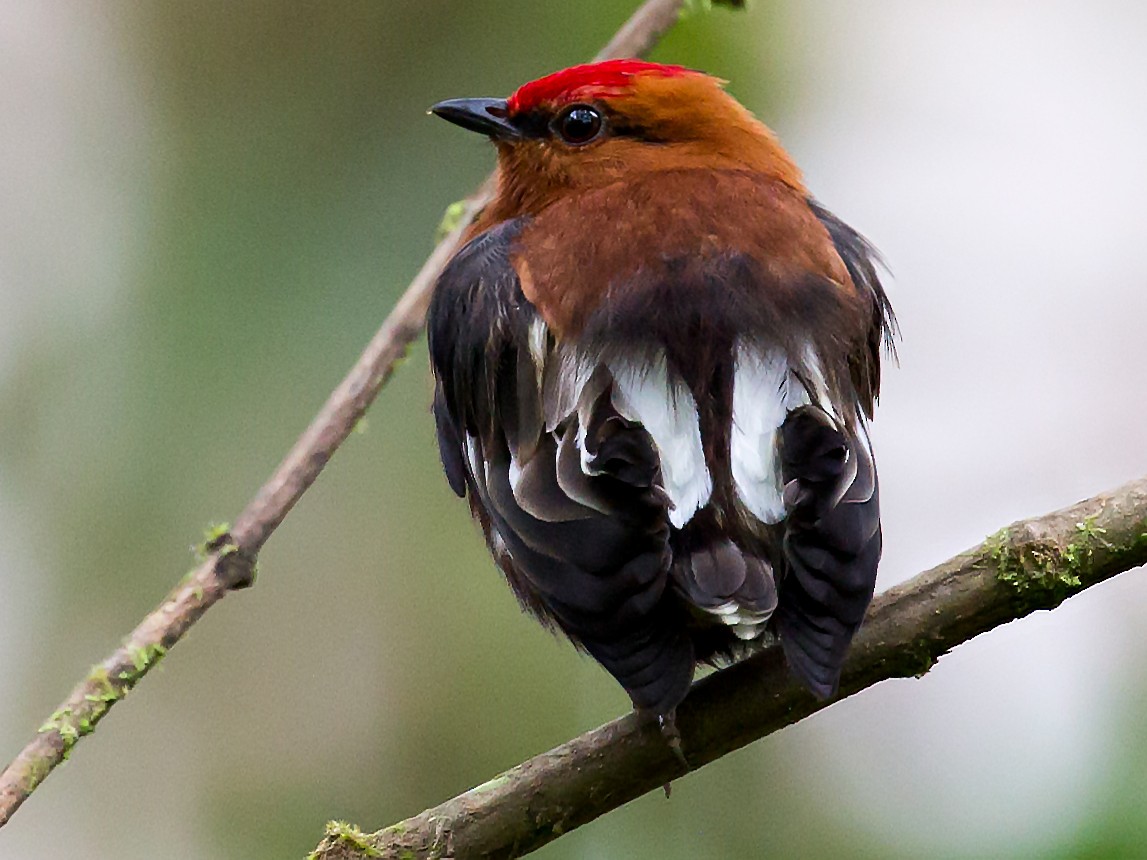 clubwinged manakin eBird