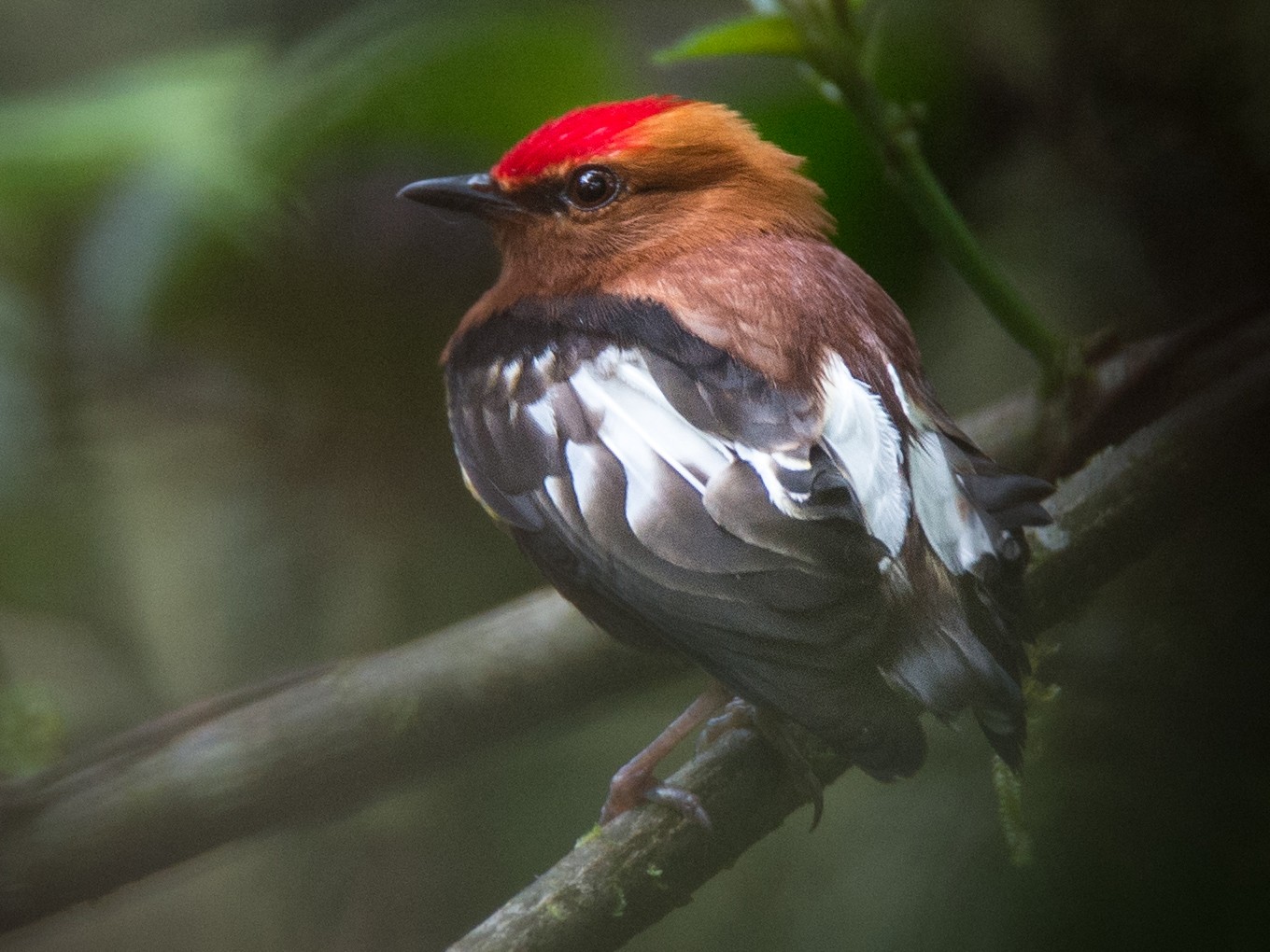 Clubwinged Manakin eBird