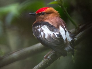  - Club-winged Manakin