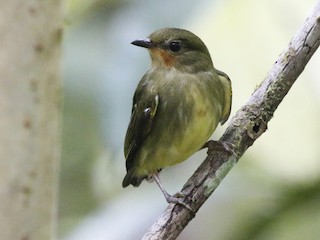  - Club-winged Manakin