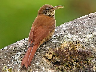  - Duida Woodcreeper