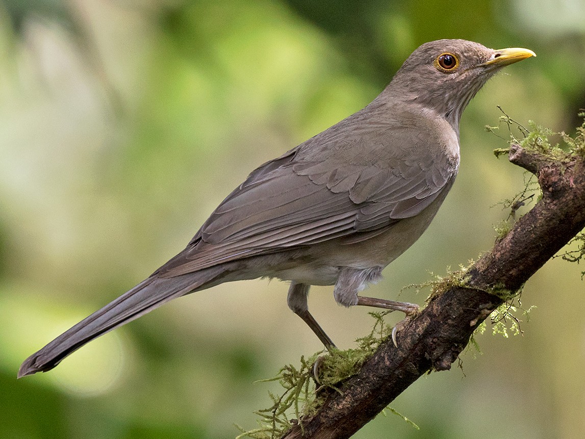 Ecuadorian Thrush - Sam Woods