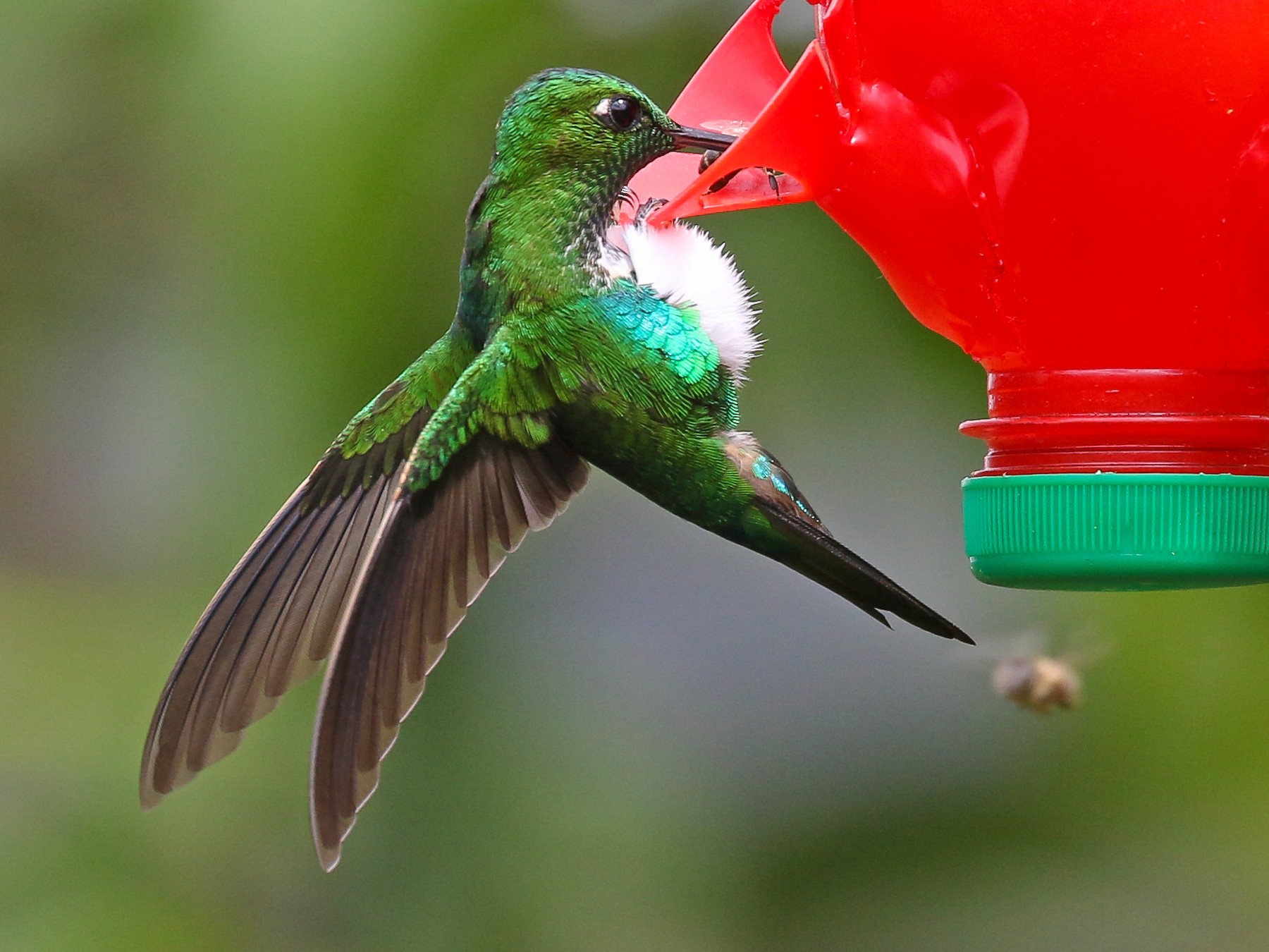 Emerald-bellied Puffleg - Mark Faherty