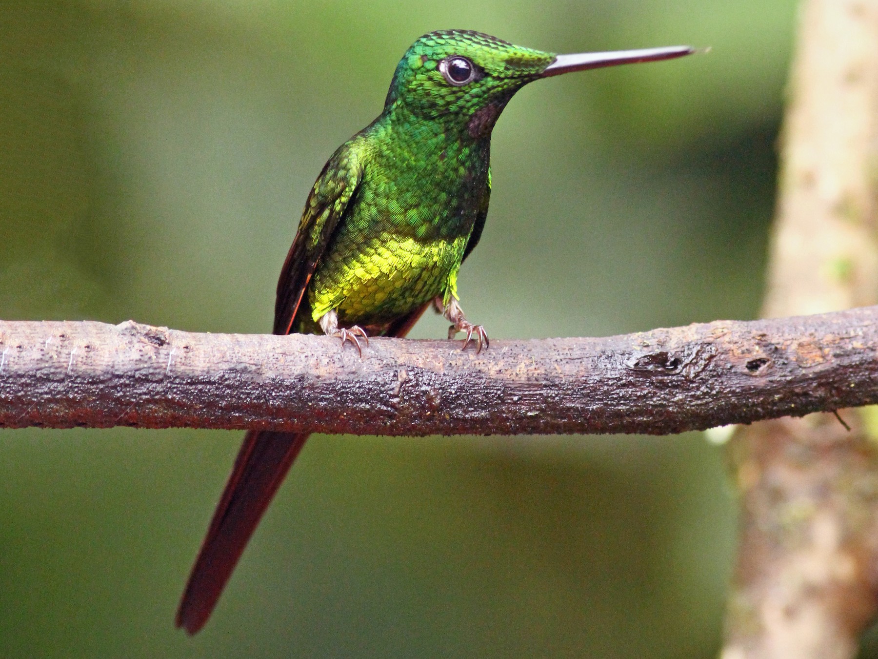 Empress Brilliant - eBird