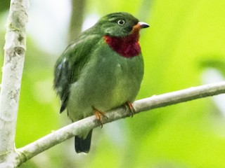  - Fiery-throated Fruiteater