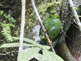 ノドアカミドリカザリドリ - eBird