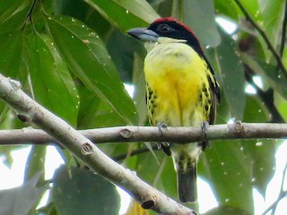  - Five-colored Barbet