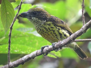  - Five-colored Barbet