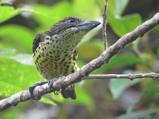  - Five-colored Barbet