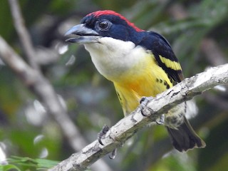Male - Julio Calderón Birding Tour Guide 🦉 - ML178812321