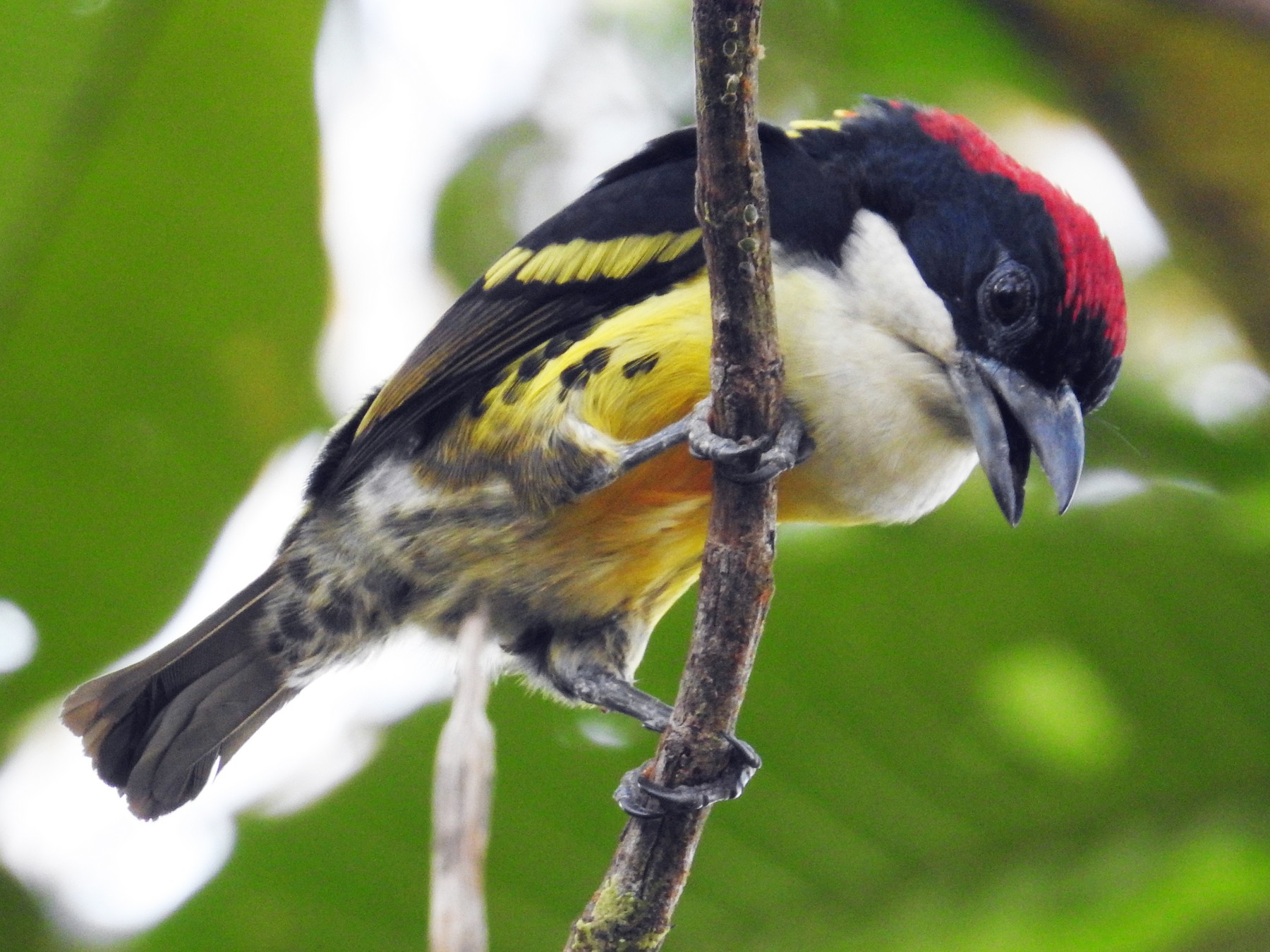 Five-colored Barbet - Julio Calderón Birding Tour Guide 🦉