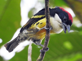 Macho - Julio Calderón Birding Tour Guide 🦉 - ML178812331