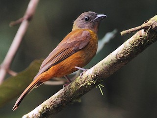 雌鳥 - Lorenzo Calcaño - ML178812501