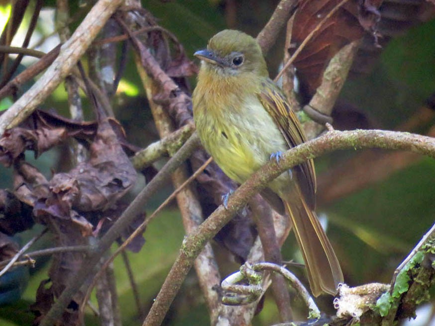 Fulvous-breasted Flatbill - Adrian Antunez