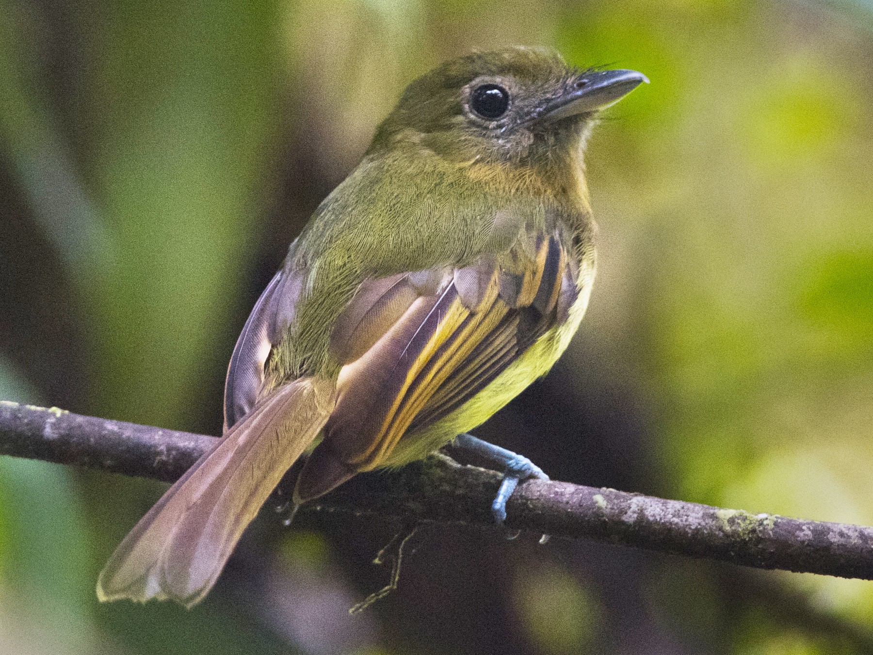 Fulvousbreasted Flatbill eBird