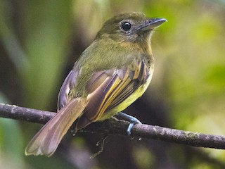  - Fulvous-breasted Flatbill