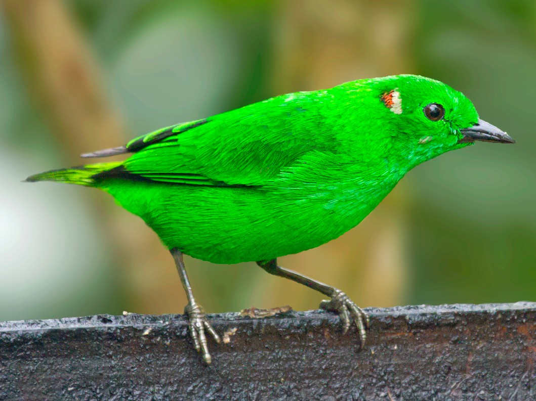 Glistening-green Tanager - Jon Lowes