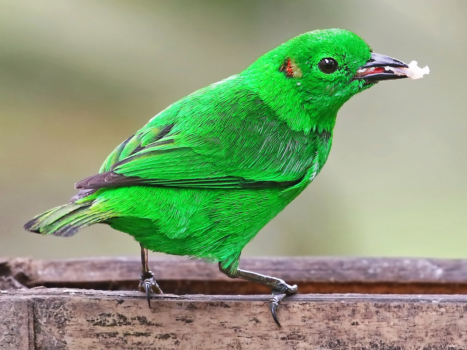 Meet Tanager Glistening-green, the sparkling blue bird in the sky