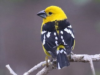 Pheucticus chrysogaster