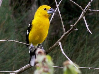  - Golden Grosbeak