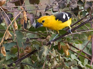  - Golden Grosbeak