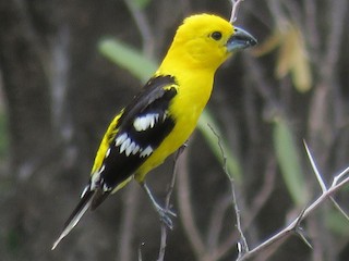 Male - Manuel Roncal Inca Finch - ML178812861