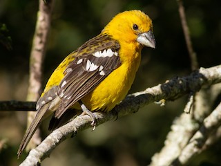  - Golden Grosbeak