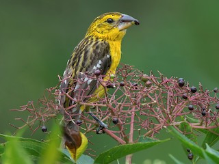  - Golden Grosbeak