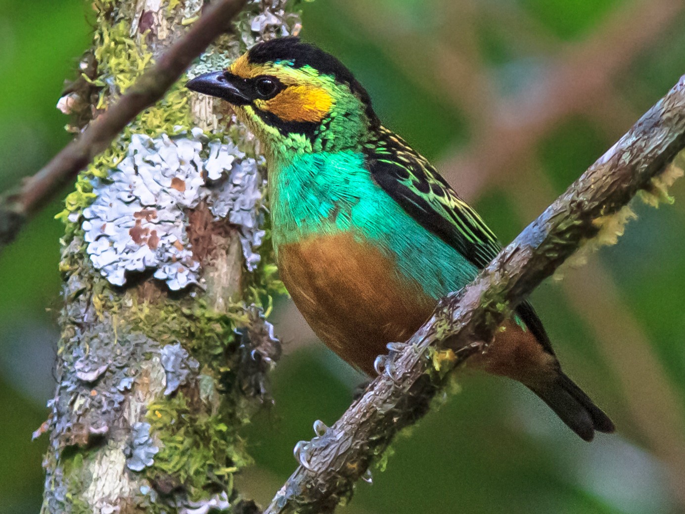 Golden-eared Tanager - Eric Kershner