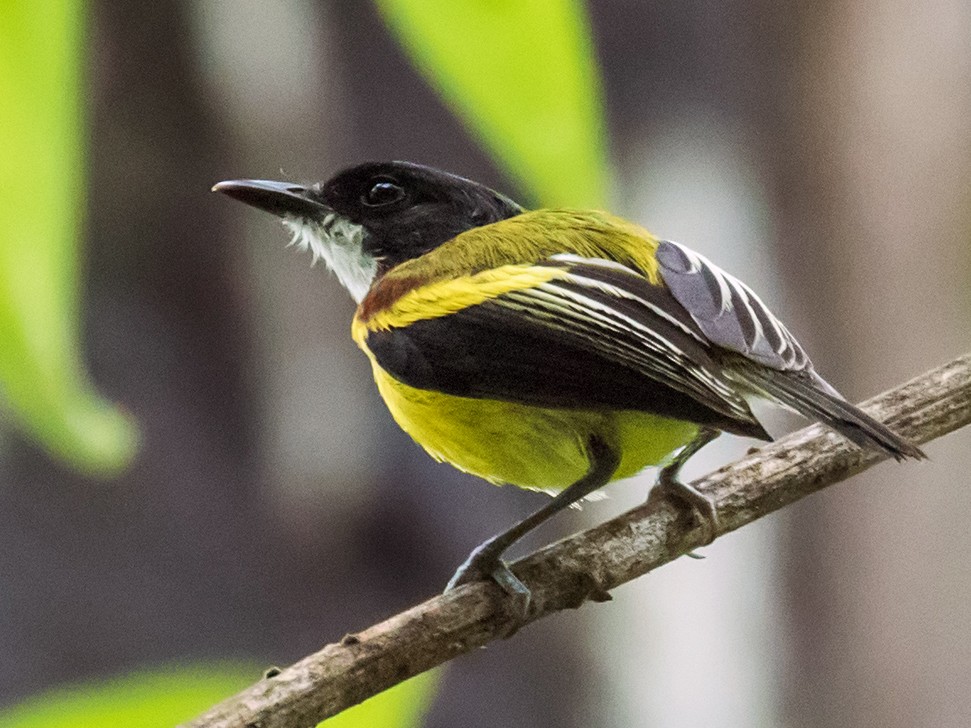 Golden-winged Tody-Flycatcher - Nick Athanas
