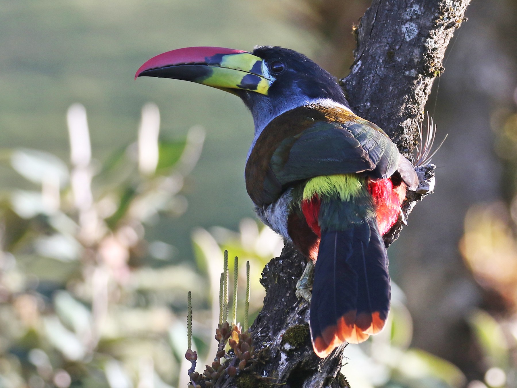 Gray-breasted Mountain-Toucan - Fabrice Schmitt