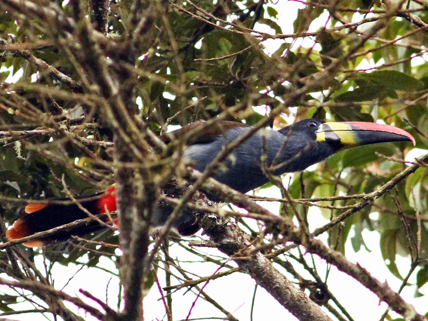 Gray-breasted Mountain-Toucan - Anonymous