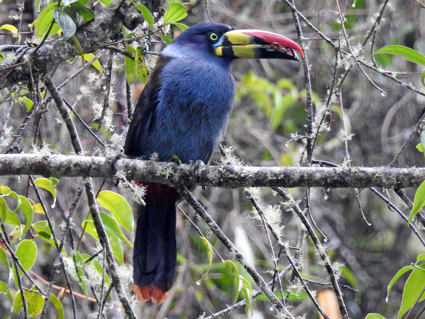 Gray-breasted Mountain-Toucan - Roseanna Denton