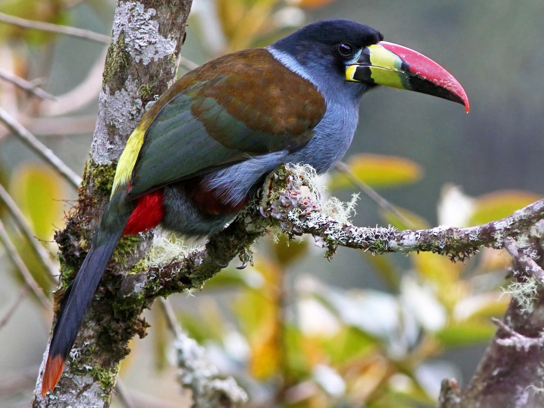 Gray-breasted Mountain-Toucan - Andrew Spencer