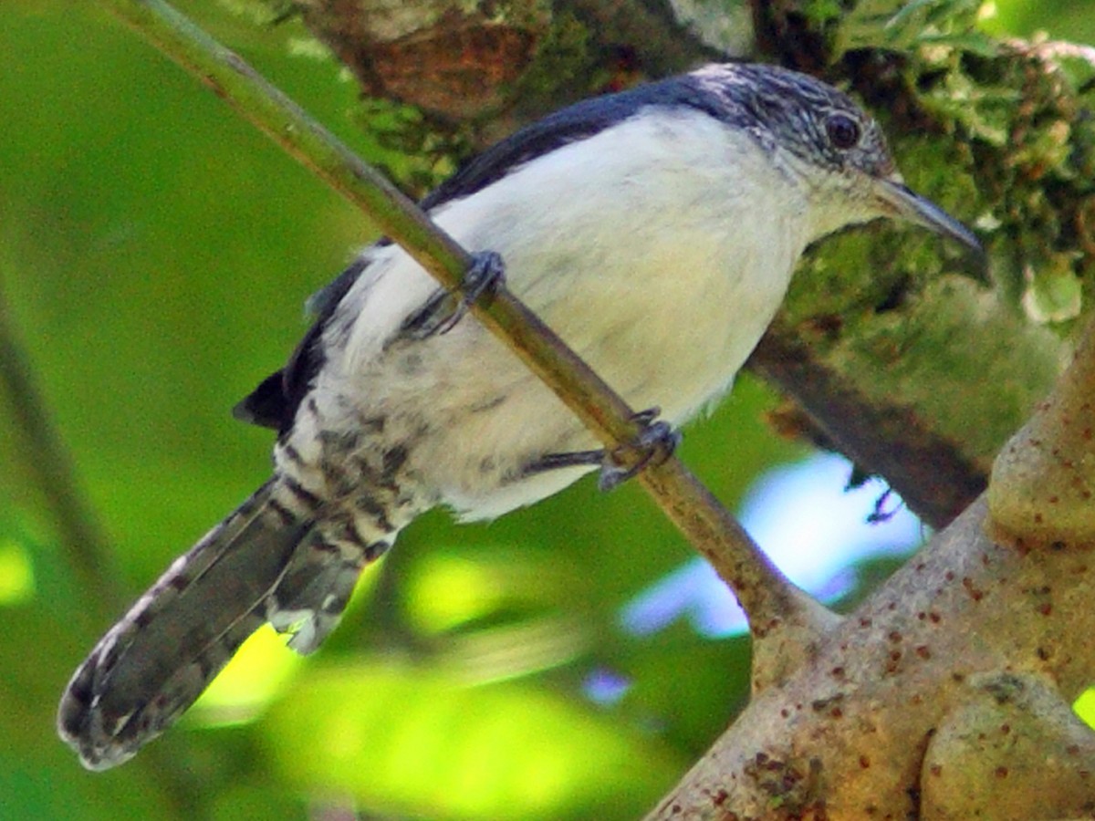 Gray-mantled Wren - Odontorchilus branickii - Birds of the World