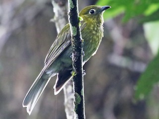  - Gray-tailed Piha