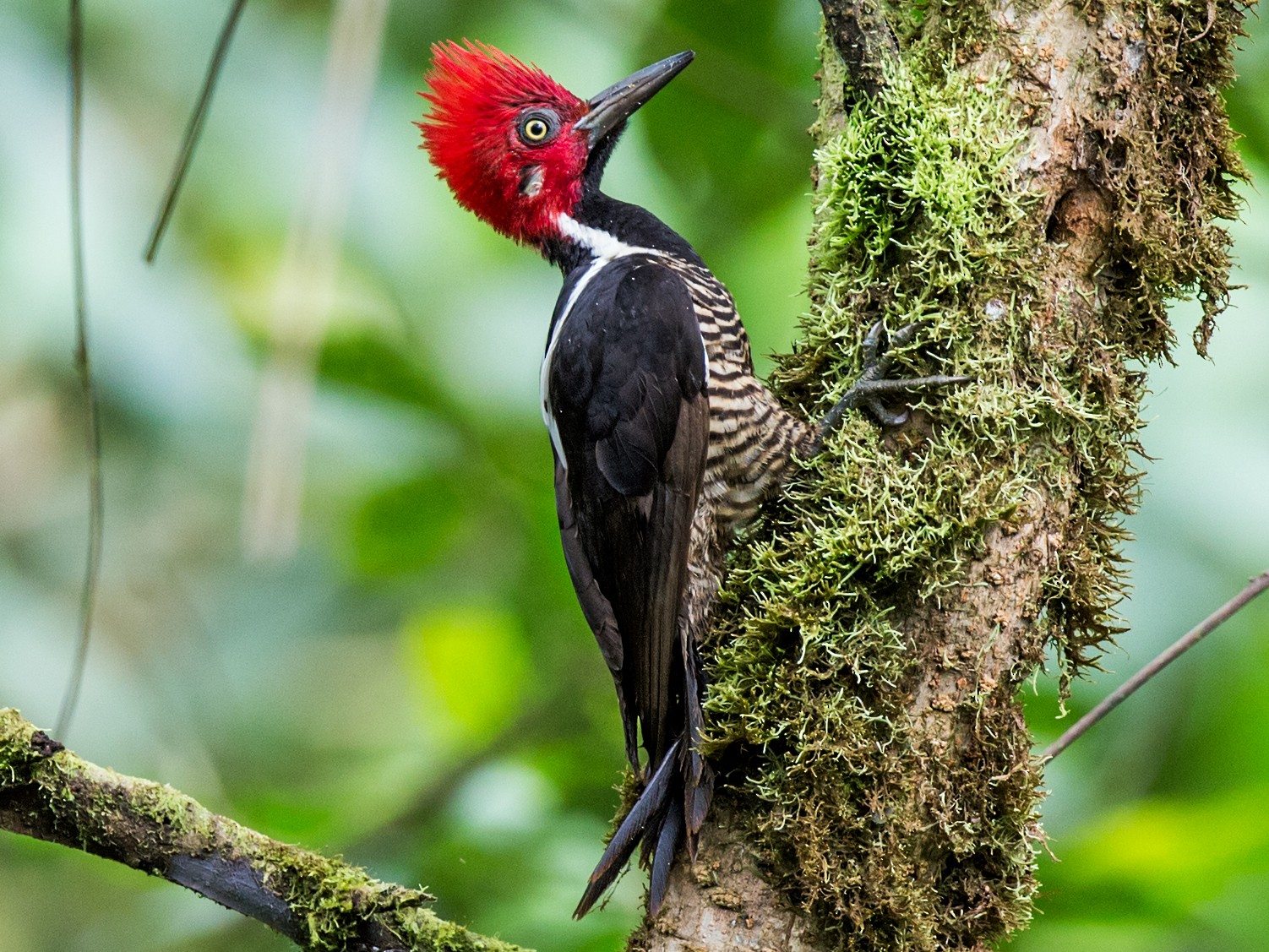 Guayaquil Woodpecker - Nick Athanas