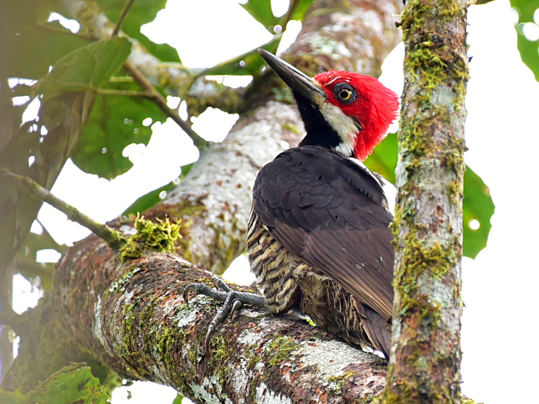 Guayaquil Woodpecker - Peter Lewis
