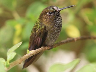  - Hoary Puffleg