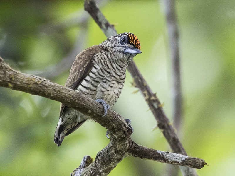 Lafresnaye's Piculet - Silvia Faustino Linhares