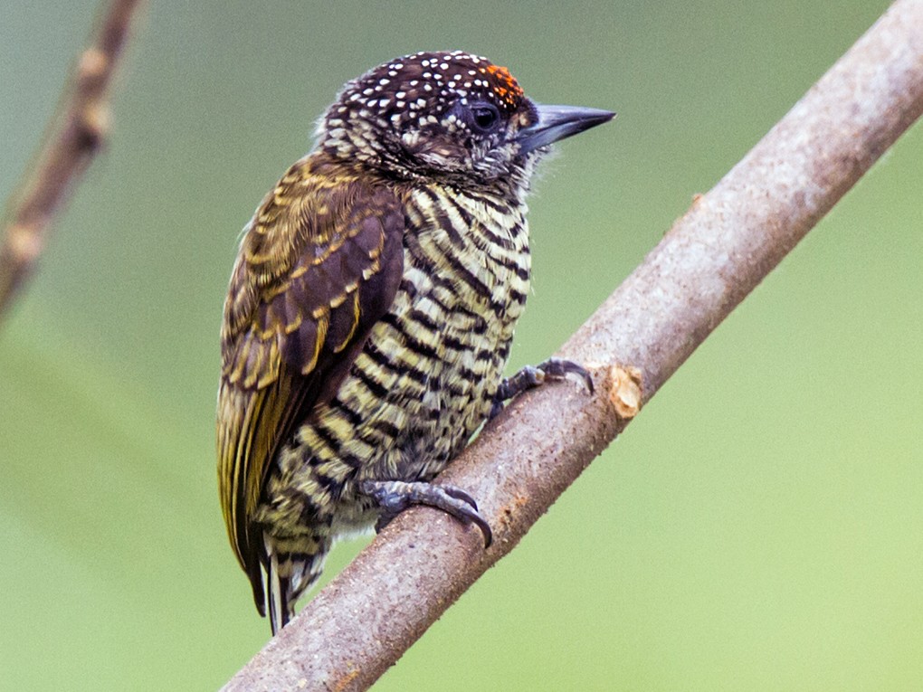 Lafresnaye's Piculet - Nick Athanas