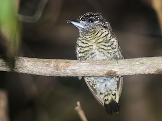 雌鳥 - Claudia Brasileiro - ML178813651