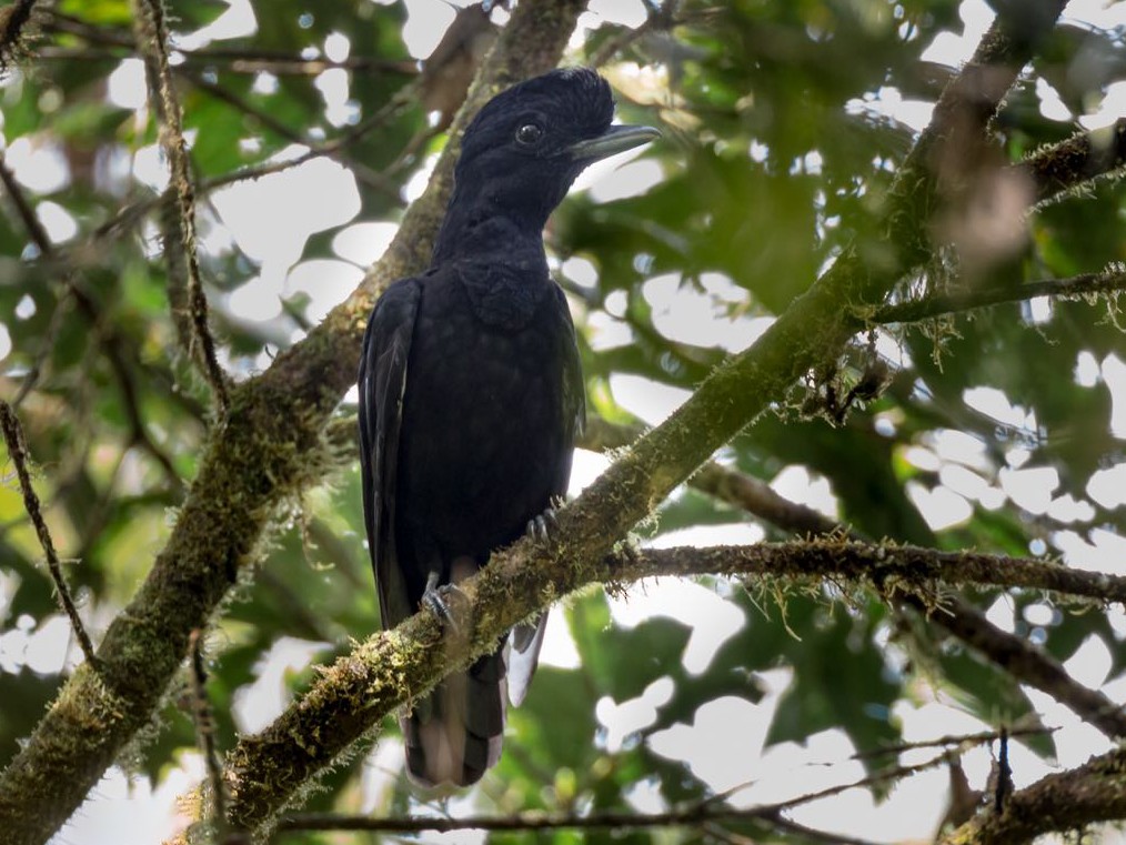 Longwattled Umbrellabird eBird