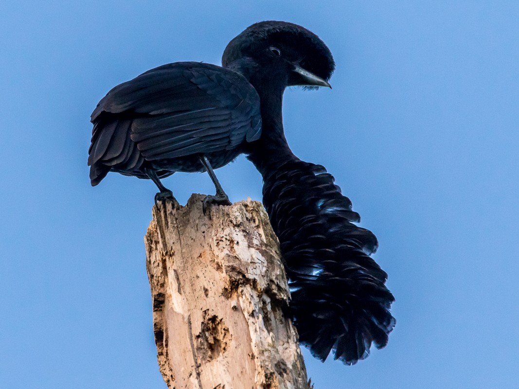 White Umbrella Bird