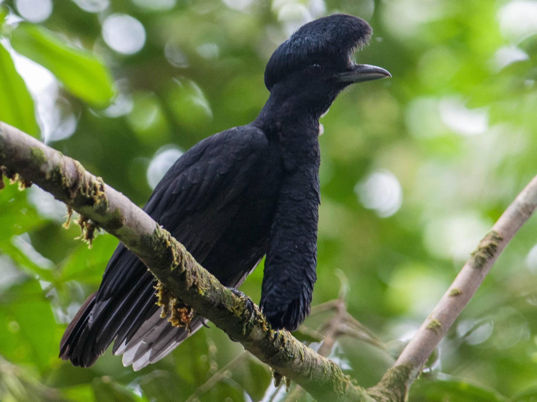 umbrella bird flying