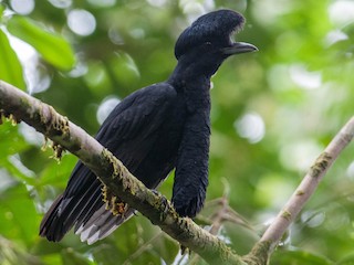  - Long-wattled Umbrellabird