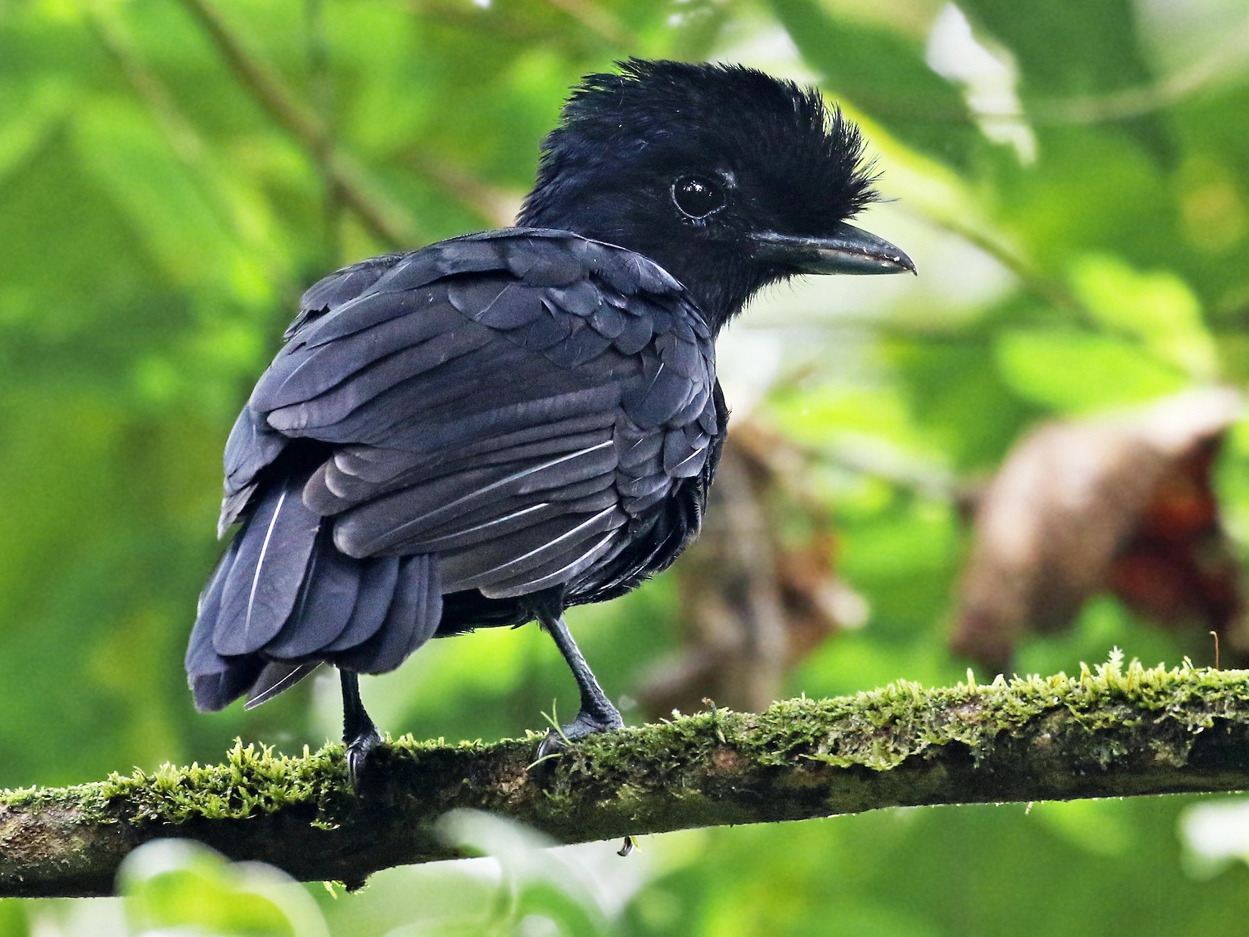 Long-wattled Umbrellabird - Andrew Spencer